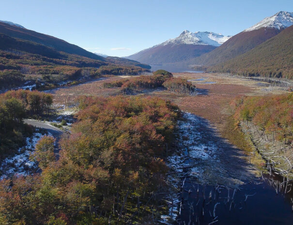 Bosques de tierra del fuego