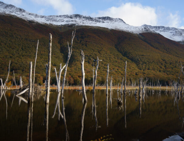 Bosques de Karukinka