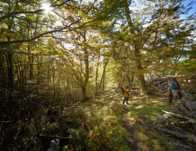 otoño en Tierra del fuego