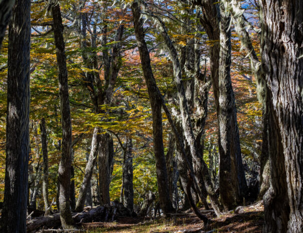 Caminatas por bosques milenarios.