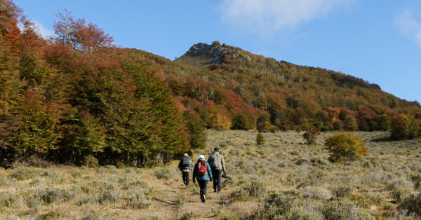 explorando los bosques de TDF