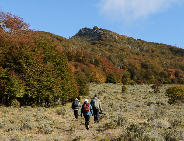 explorando los bosques de TDF