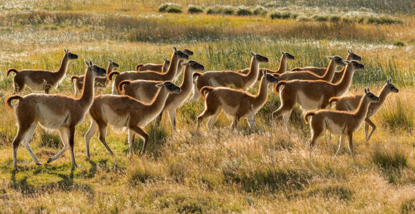 Nomade Epic Landescapes  en Torres del Paine &  Chalten - Imagen 9