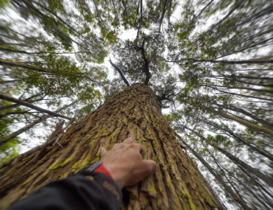 Bosques de magallanes