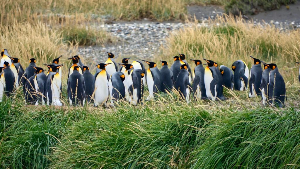 Comunidad Pinguinos en tierra del fuego