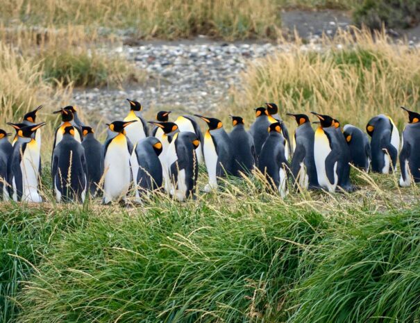 Comunidad Pinguinos en tierra del fuego